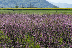 شکوفه های بهاری در استان گلستان