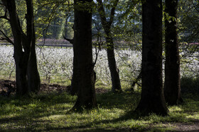 شکوفه های بهاری در استان گلستان