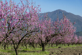 شکوفه های بهاری در استان گلستان