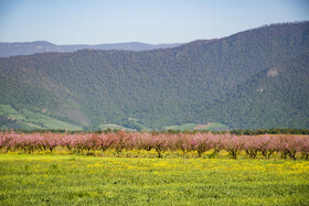 شکوفه های بهاری در استان گلستان