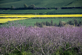 شکوفه های بهاری در استان گلستان