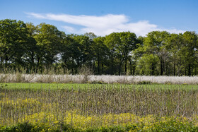 شکوفه های بهاری در استان گلستان