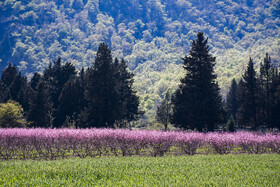 شکوفه های بهاری در استان گلستان