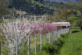 شکوفه های بهاری در استان گلستان
