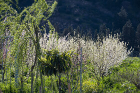 شکوفه های بهاری در استان گلستان
