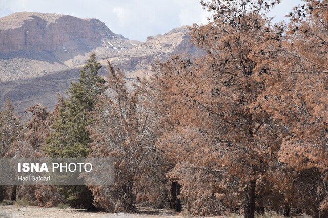 تشنگی در جوار سد، حال و روز سالهای اخیر بوستان ۱۵ خرداد دلیجان