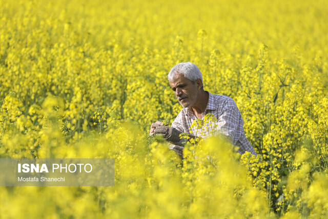 معوقات کلزاکاران گلستانی پرداخت شد