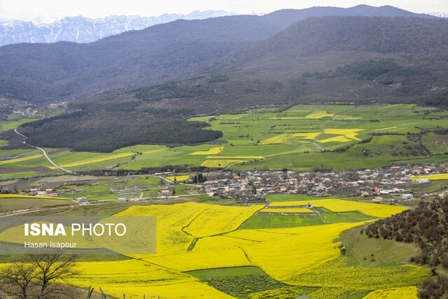 اهتمام به کشت دانههای روغنی نسخه ثمربخش تحقق اقتصاد مقاومتی