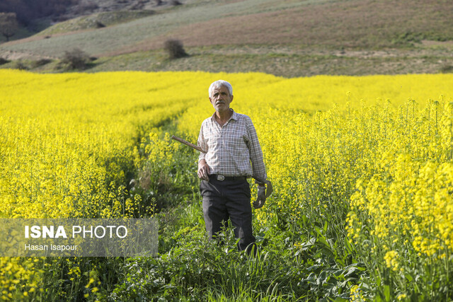 شیرینی‌ برداشت کلزا به کام کشاورزان گلستانی تلخ شد