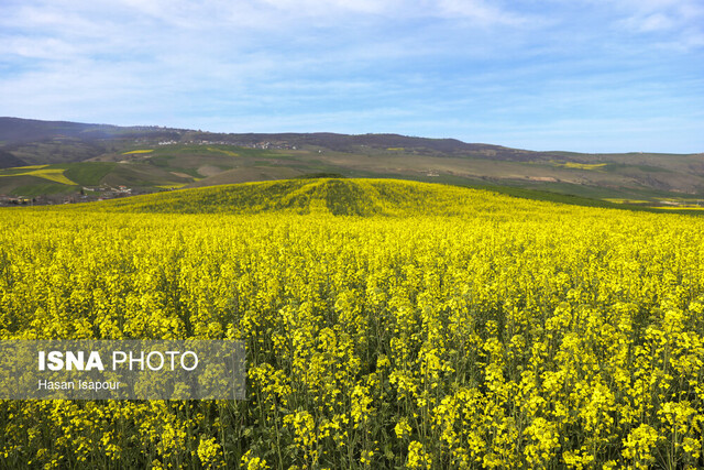 اهتمام به کشت دانههای روغنی نسخه ثمربخش تحقق اقتصاد مقاومتی