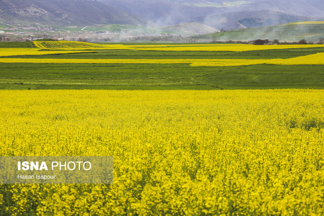 پیش بینی برداشت بیش از ۱۰۰۰تن کلزا در کهگیلویه و بویراحمد پیش بینی برداشت بیش از ۱۰۰۰تن کلزا در کهگیلویه و بویراحمد