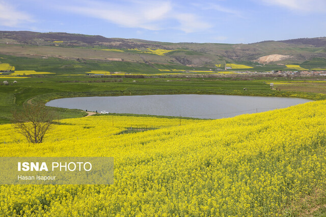 اهتمام به کشت دانههای روغنی نسخه ثمربخش تحقق اقتصاد مقاومتی
