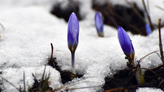 بارش برف بهاری در ترکیه + عکس