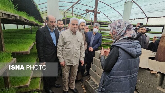 قیمت بذر نشاء کاهش یافت