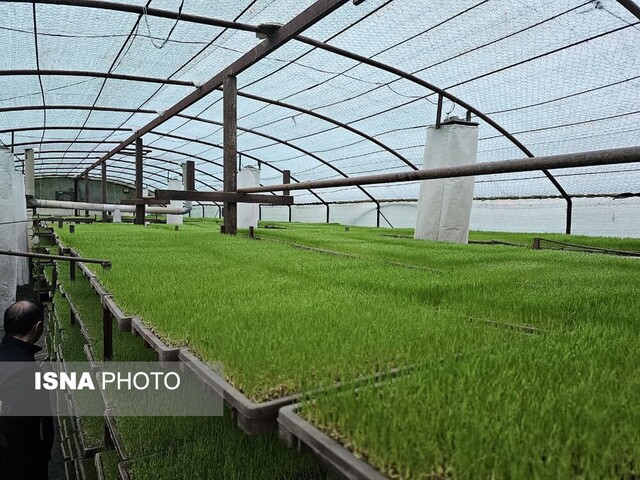 زمینهای کشاورزی گیلان حفظ شود + تصاویر