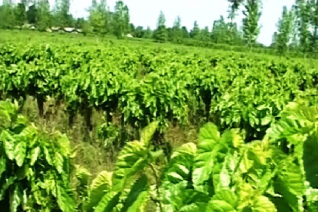 وجود ۳۱ هکتار توتستان در خراسان شمالی / ساخت گلخانه تولید نهال توت وجود ۳۱ هکتار توتستان در خراسان شمالی / ساخت گلخانه تولید نهال توت