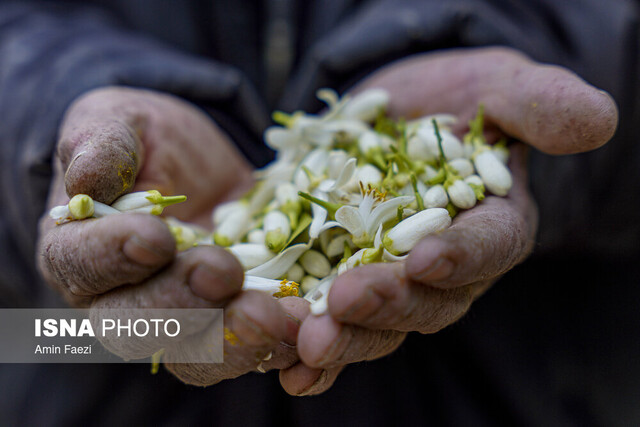 دلربایی کوچه پس کوچههای گلستان با عطر بهار نارنج