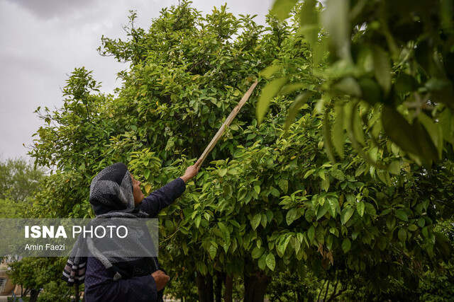 دلربایی کوچه پس کوچههای گلستان با عطر بهار نارنج