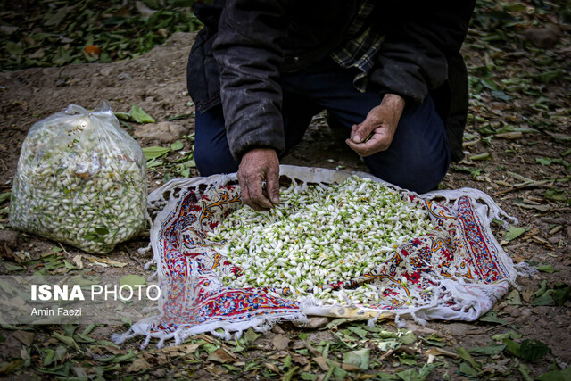دلربایی کوچه پس کوچههای گلستان با عطر بهار نارنج