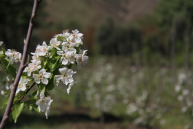 طبیعت بهاری لرستان