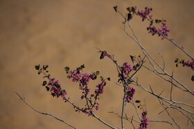 طبیعت بهاری لرستان