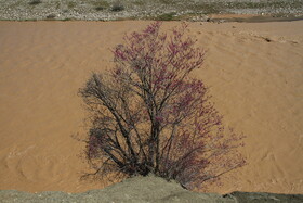 طبیعت بهاری لرستان