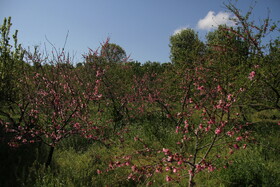 طبیعت بهاری لرستان