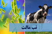 تب مالت، بیماری اندمیک برای ایران / ابتلای سالانه ۱۸تا ۲۰هزار نفر در کشور