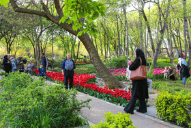 فصل لاله ها در بوستان باغ ایرانی