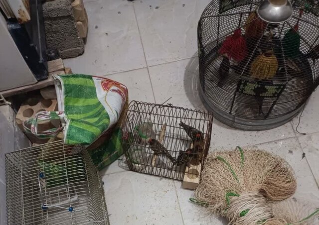 کشف ۱۵ سهره وحشی، تور و قفس صید پرندگان در «خرامه» فارس کشف ۱۵ سهره وحشی، تور و قفس صید پرندگان در «خرامه» فارس