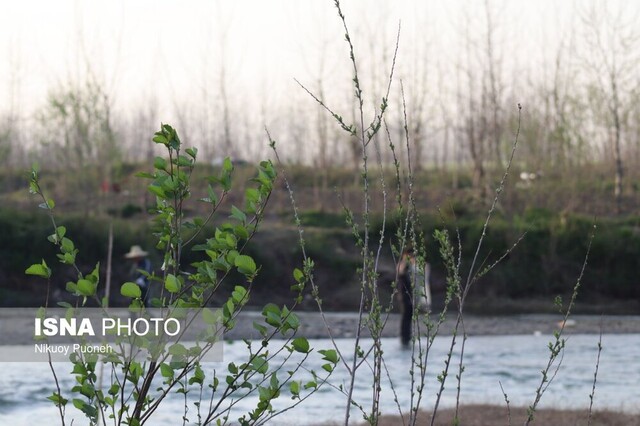مصائب سفیدرود؛ از صید غیر مجاز تا آلودگی +تصاویر