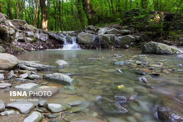 در دل جنگلهای گلستان، خنکای زندگی را احساس کنید در دل جنگلهای گلستان، خنکای زندگی را احساس کنید