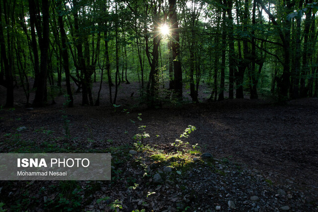 فصل بهار در جنگل های هیرکانی النگدره سفر در زمانِ جنگلها با حفاظت از آینده