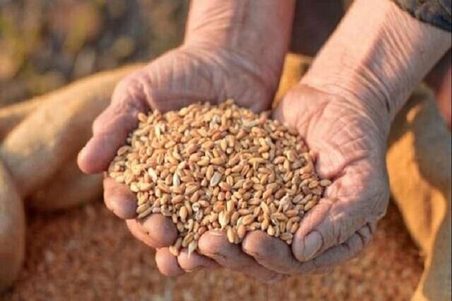 خرید گندم در خوزستان به بیش از ۵۶۰ ‌هزار تن رسید