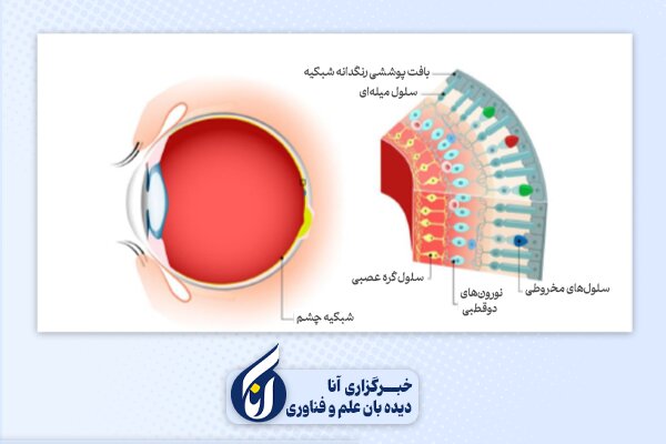 زرد، آبی، بی‌خوابی/ تلفن هوشمند چگونه چرخه زیستی را مختل می‌کند؟