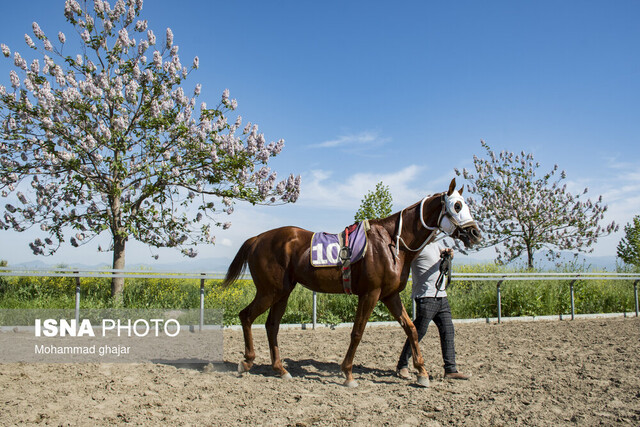 نامه عجیب فدراسیون سوارکاری به وزارت جهاد کشاورزی