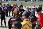 ثبت جشنواره گردشگری و اسب سواری نطنز در تقویم گردشگری کشور