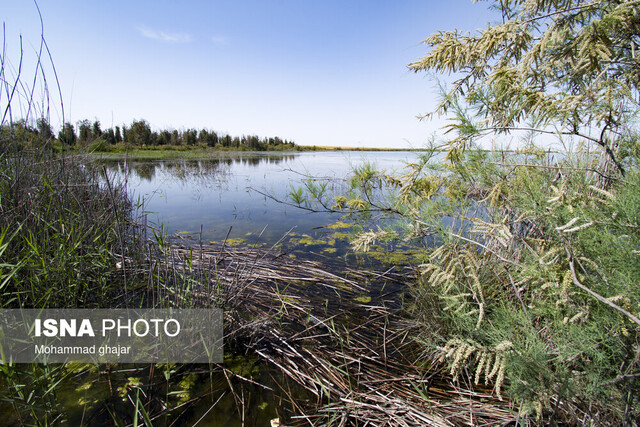 بازسازی تالابها یک استراتژی ضروری است بازسازی تالابها یک استراتژی ضروری است