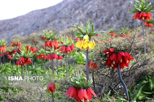 برداشت غیرمجاز لالههای واژگون در خارج از محدوده فارس بوده است/ تخریب منابع طبیعی را گزارش دهید برداشت غیرمجاز لالههای واژگون در خارج از محدوده فارس بوده است/ تخریب منابع طبیعی را گزارش دهید