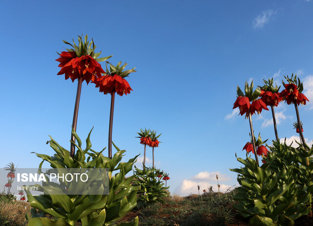 «لاله واژگون» در معرض خطر است «لاله واژگون» در معرض خطر است