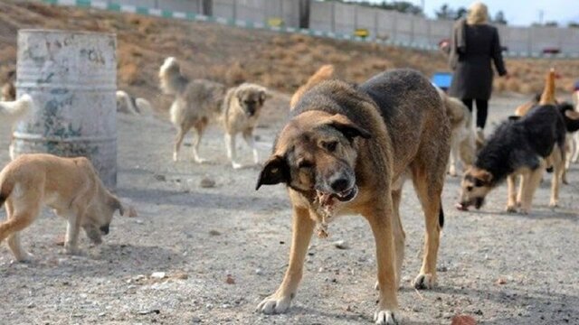 راه‌یابی سگ‌های بلاصاحب به حیات‌وحش همدان