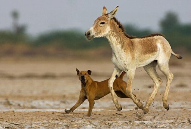 عکس تزئینی است راهیابی سگهای بلاصاحب به حیاتوحش همدان