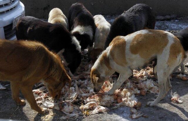 راهیابی سگهای بلاصاحب به حیاتوحش همدان