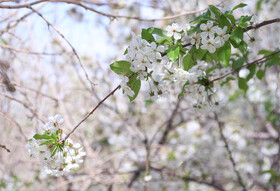 شکوفه های بهاری در ساوه