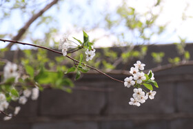 شکوفه های بهاری در ساوه