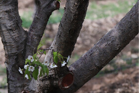 شکوفه های بهاری در ساوه