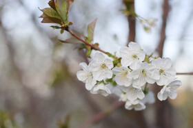 شکوفه های بهاری در ساوه