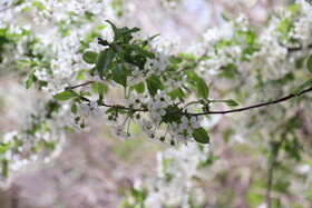 شکوفه های بهاری در ساوه