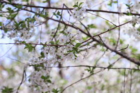 شکوفه های بهاری در ساوه