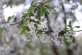 شکوفه های بهاری در ساوه